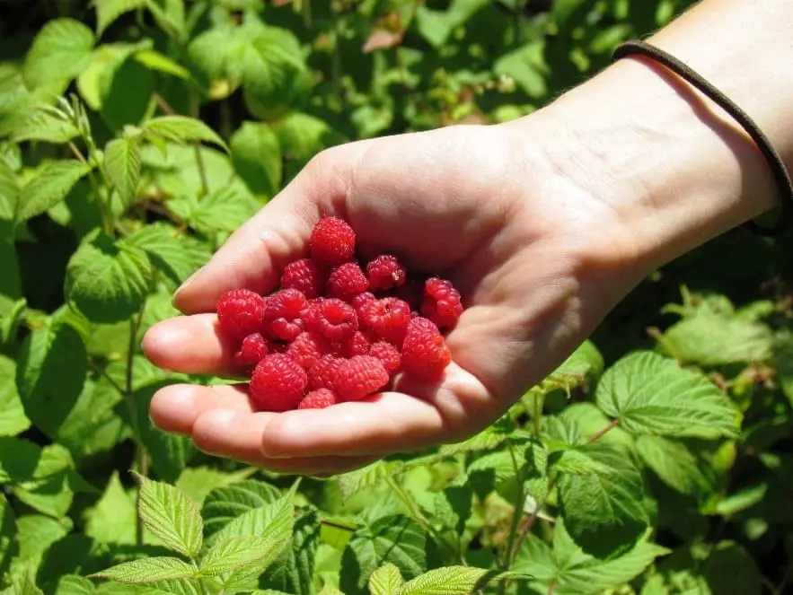 berry-picking